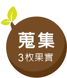 蒐集3枚種子